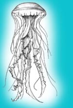 Source: Marine Biology Laboratory site; visit it